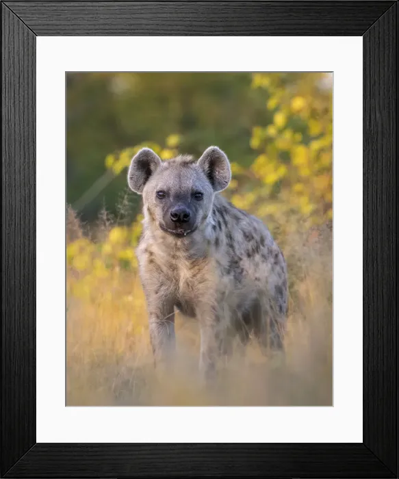 Framed Print : Spotted Hyena, Moremi Game Reserve, Okavango Delta, Botswana Framed Print : Spotted Hyena, Moremi Game Reserve, Okavango Delta, Botswana