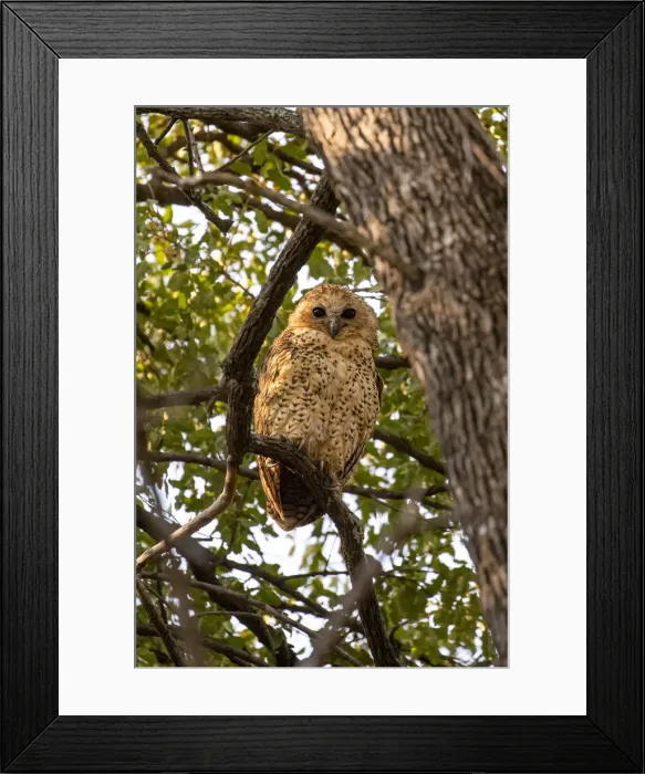 Framed Print : Pels Fishing Owl, Moremi Game Reserve, Okavango Delta, Botswana Framed Print : Pels Fishing Owl, Moremi Game Reserve, Okavango Delta, Botswana