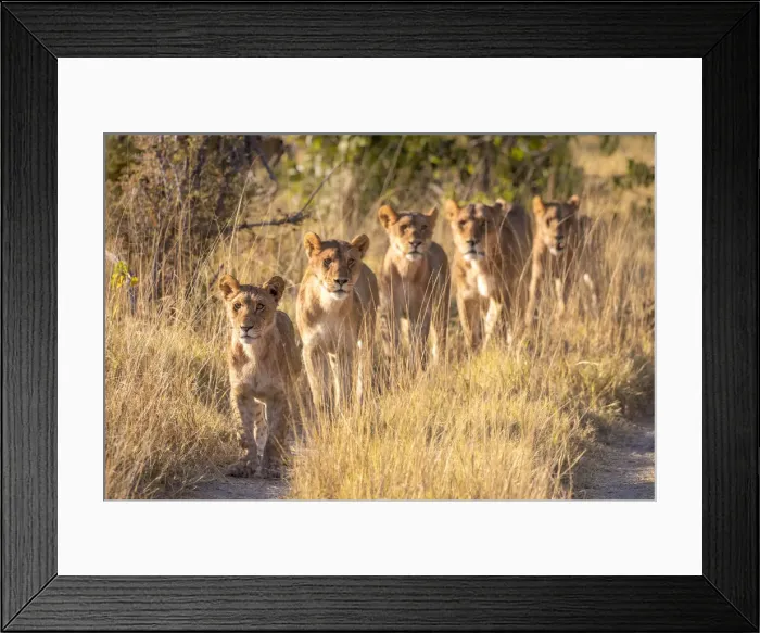 Framed Print : Pride of Lion, Okavango Delta, Botswana Framed Print : Pride of Lion, Okavango Delta, Botswana