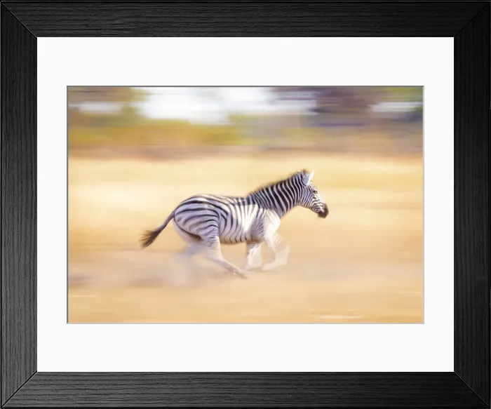 Framed Print : Running Zebra, Okavango Delta, Botswana Framed Print : Running Zebra, Okavango Delta, Botswana