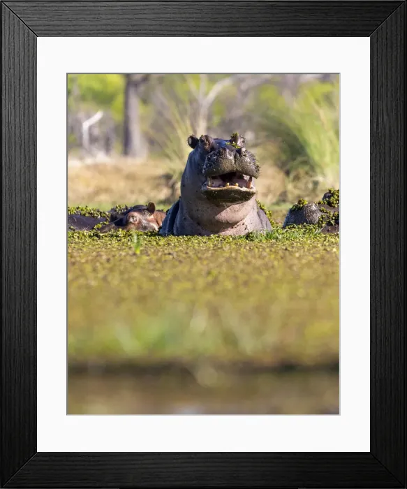 Framed Print : Hippo in weed, Okavango Delta, Botswana Framed Print : Hippo in weed, Okavango Delta, Botswana