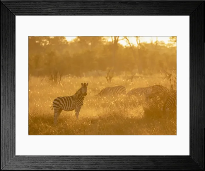 Framed Print : Zebra at sunset, Okavango Delta, Botswana Framed Print : Zebra at sunset, Okavango Delta, Botswana