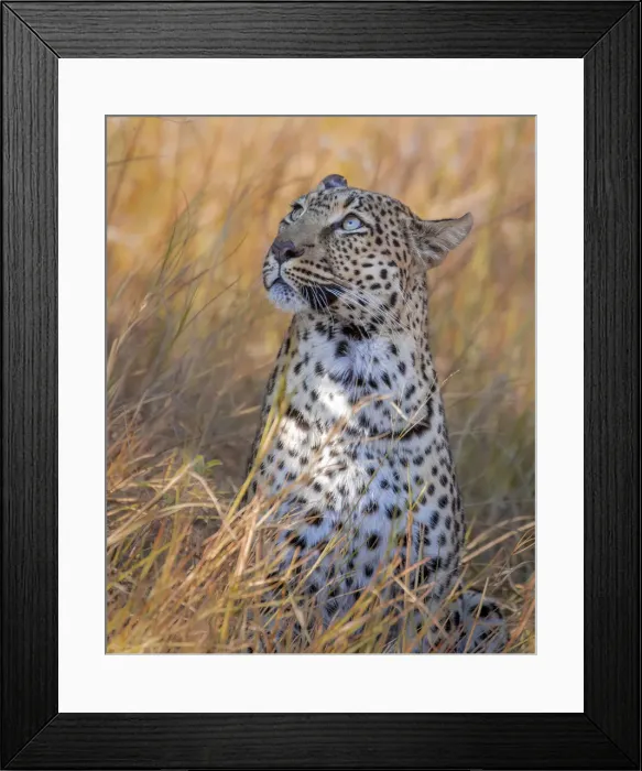 Framed Print : Leopard, Khwai River, Okavango Delta, Botswana Framed Print : Leopard, Khwai River, Okavango Delta, Botswana