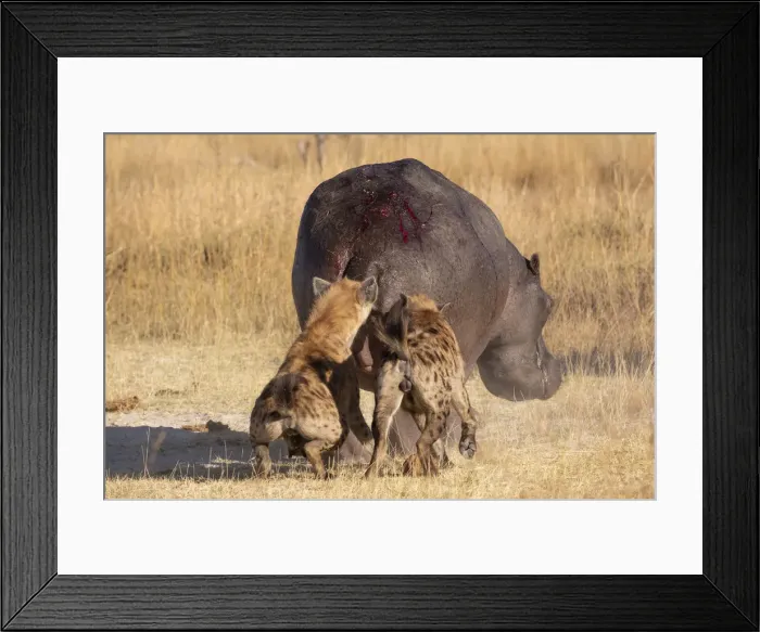 Framed Print : Spotted Hyena attacking a hippo, Okavango Delta, Botswana Framed Print : Spotted Hyena attacking a hippo, Okavango Delta, Botswana