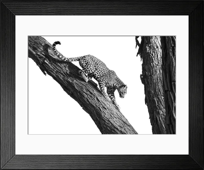 Framed Print : Leopard climbing a tree, Okavango Delta, Botswana Framed Print : Leopard climbing a tree, Okavango Delta, Botswana