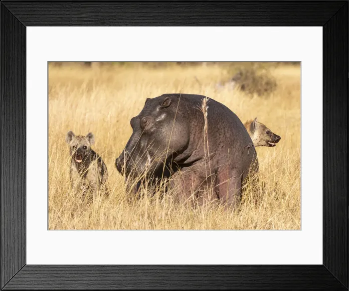 Framed Print : Spotted Hyena attacking a hippo, Okavango Delta, Botswana Framed Print : Spotted Hyena attacking a hippo, Okavango Delta, Botswana