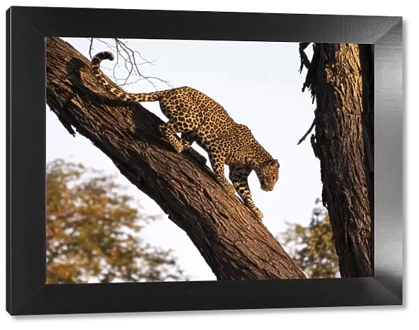 Leopard climbing a tree, Okavango Delta, Botswana