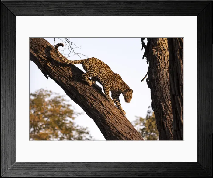 Framed Print : Leopard climbing a tree, Okavango Delta, Botswana Framed Print : Leopard climbing a tree, Okavango Delta, Botswana