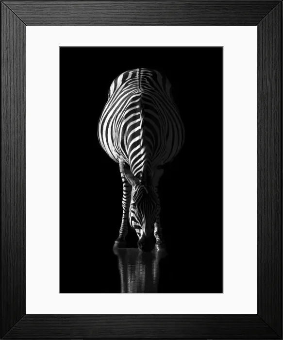 Framed Print : Zebra at sunrise, Okavango Delta, Botswana Framed Print : Zebra at sunrise, Okavango Delta, Botswana