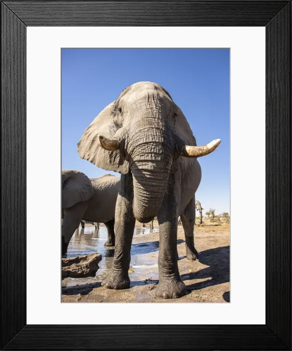 Framed Print : Elephant, Okavango Delta, Botswana Framed Print : Elephant, Okavango Delta, Botswana