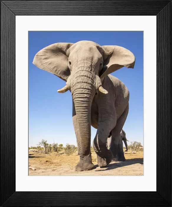 Framed Print : Elephant, Okavango Delta, Botswana Framed Print : Elephant, Okavango Delta, Botswana