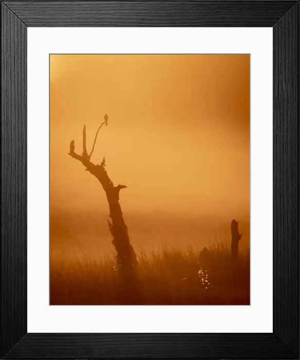 Framed Print : Fork Tailed Drongo at sunset, Okavango Delta, Botswana Framed Print : Fork Tailed Drongo at sunset, Okavango Delta, Botswana