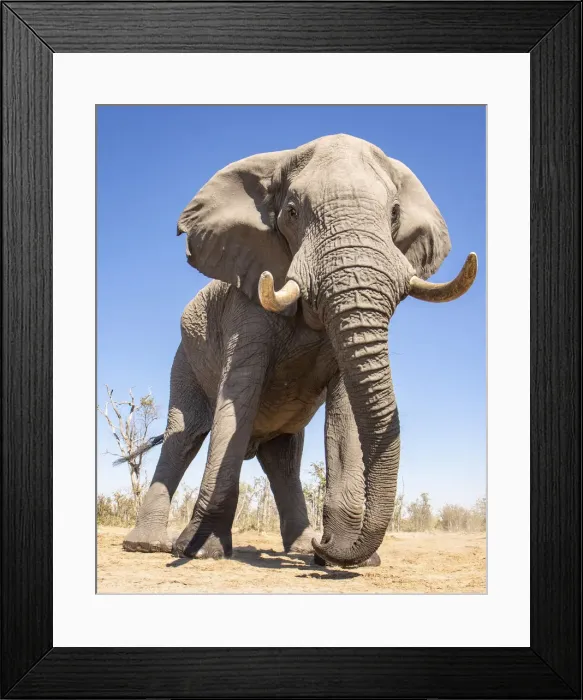 Framed Print : Elephant, Okavango Delta, Botswana Framed Print : Elephant, Okavango Delta, Botswana