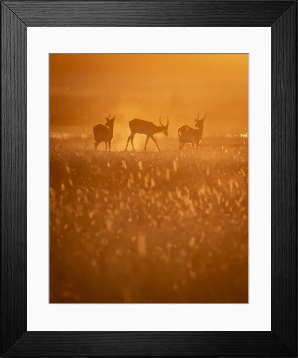 Framed Print : Lechwe at sunset, Okavango Delta, Botswana Framed Print : Lechwe at sunset, Okavango Delta, Botswana
