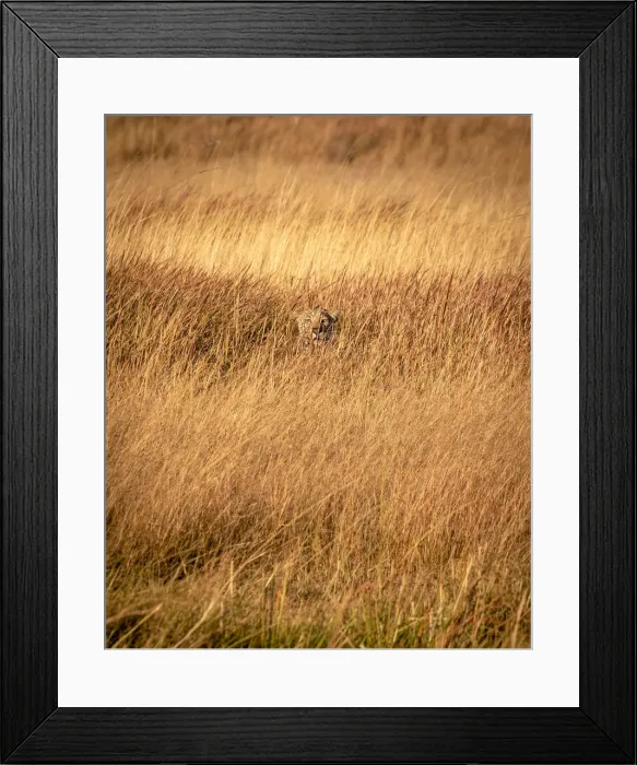 Framed Print : Leopard in grass, Okavango Delta, Botswana Framed Print : Leopard in grass, Okavango Delta, Botswana