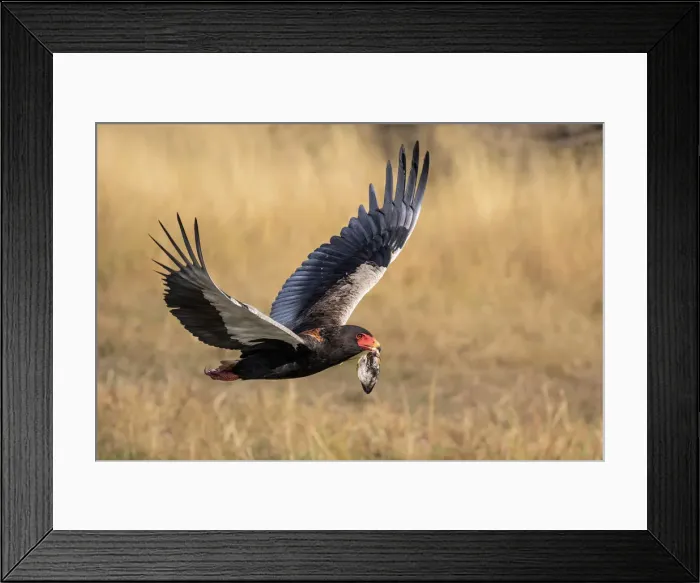 Framed Print : Bateleur Eagle with antelope ear, Okavango Delta, Botswana Framed Print : Bateleur Eagle with antelope ear, Okavango Delta, Botswana