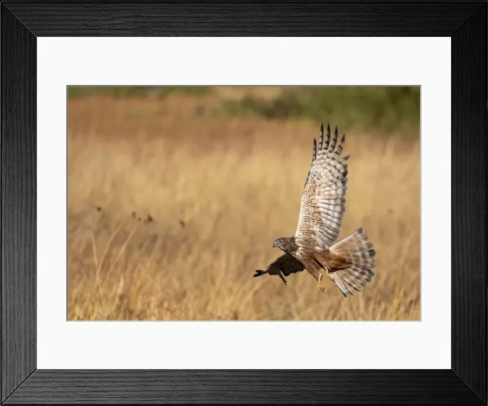 Framed Print : Marsh Harrier in flight, Okavango Delta, Botswana Framed Print : Marsh Harrier in flight, Okavango Delta, Botswana