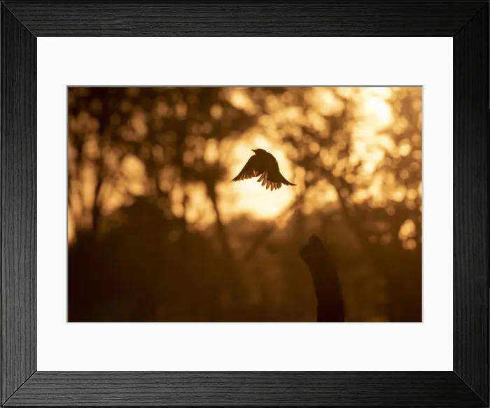 Framed Print : Fork Tailed Drongo in flight, Okavango Delta, Botswana Framed Print : Fork Tailed Drongo in flight, Okavango Delta, Botswana
