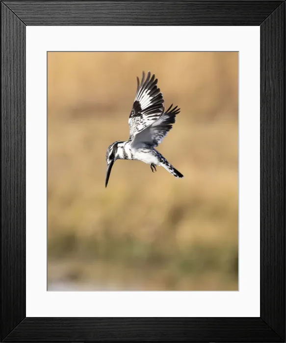 Framed Print : Pied Kingfisher hovering, Okavango Delta, Botswana Framed Print : Pied Kingfisher hovering, Okavango Delta, Botswana