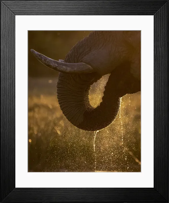Framed Print : Elephant trunk drinking, Okavango Delta, Botswana