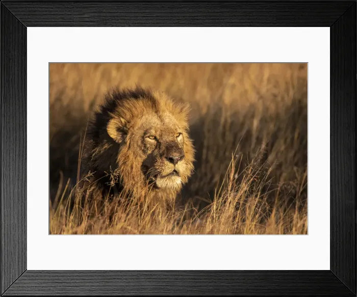 Framed Print : Male Lion, Okavango Delta, Botswana Framed Print : Male Lion, Okavango Delta, Botswana