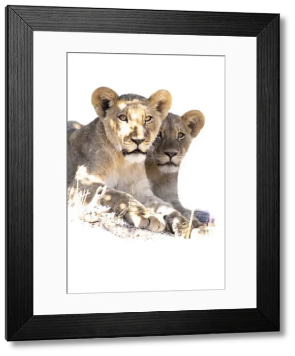 Framed Print : Lion cubs, Okavango Delta, Botswana Framed Print : Lion cubs, Okavango Delta, Botswana