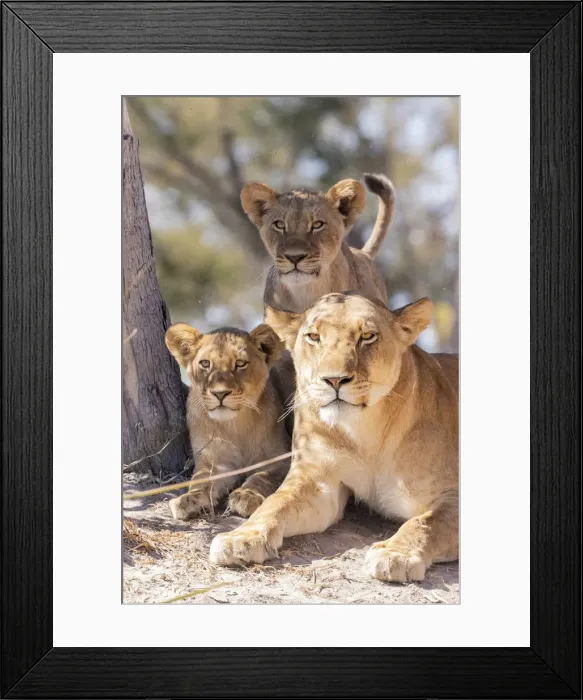 Framed Print : Lion family, Okavango Delta, Botswana Framed Print : Lion family, Okavango Delta, Botswana