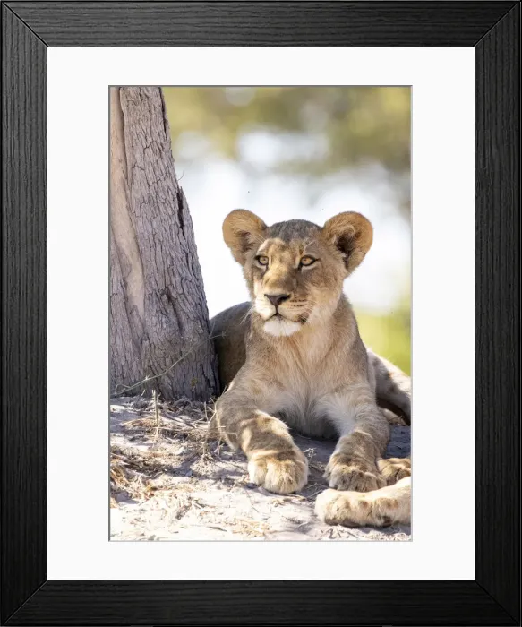 Framed Print : Lion cub, Okavango Delta, Botswana Framed Print : Lion cub, Okavango Delta, Botswana