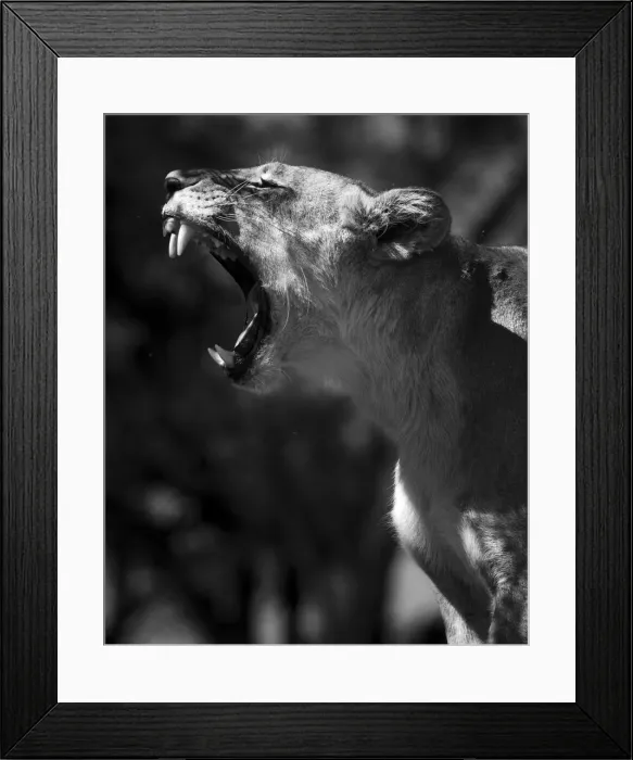 Framed Print : Lion yawn, Okavango Delta, Botswana Framed Print : Lion yawn, Okavango Delta, Botswana