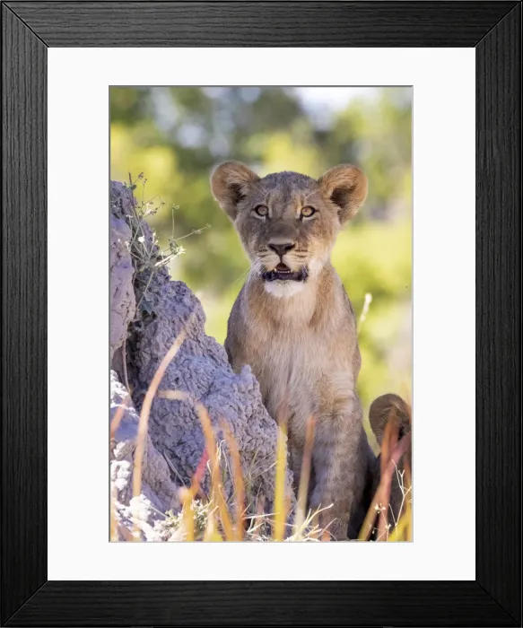 Framed Print : Lion cub, Okavango Delta, Botswana Framed Print : Lion cub, Okavango Delta, Botswana