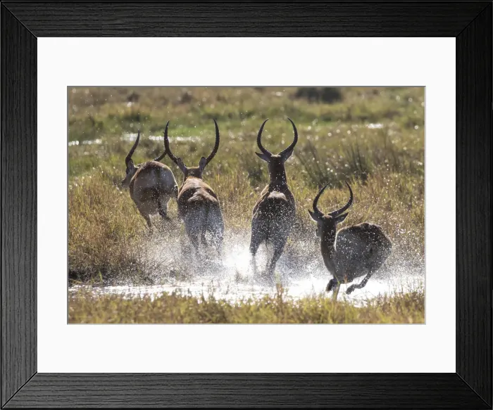 Framed Print : Running Lechwe, Okavango Delta, Botswana Framed Print : Running Lechwe, Okavango Delta, Botswana