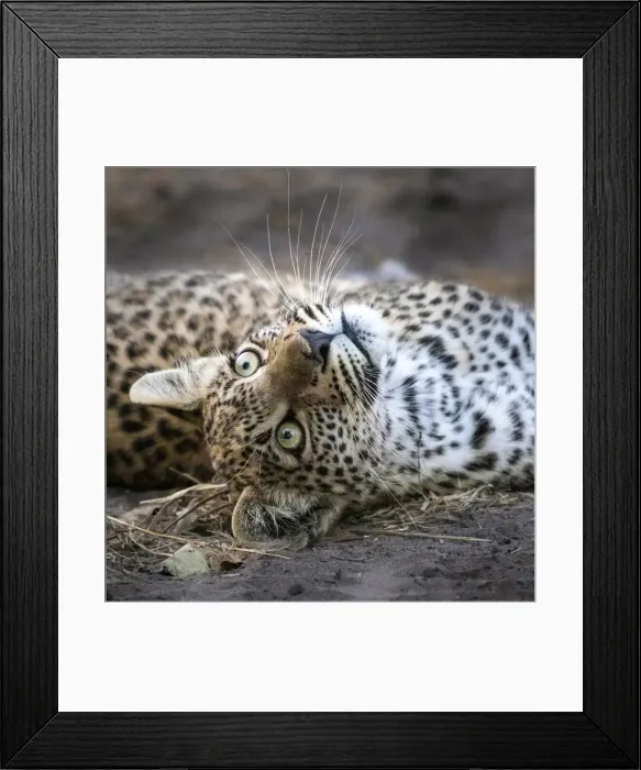 Framed Print : Leopard cub, Okavango Delta, Botswana Framed Print : Leopard cub, Okavango Delta, Botswana