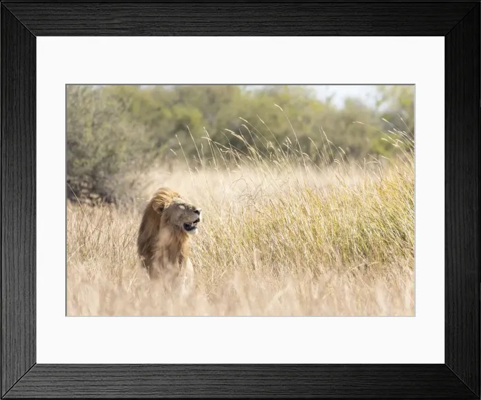 Framed Print : Male Lion, Okavango Delta, Botswana Framed Print : Male Lion, Okavango Delta, Botswana