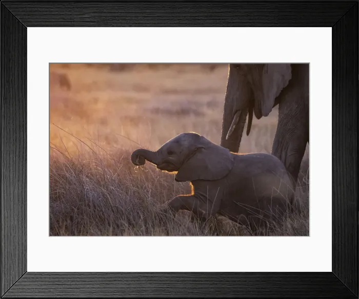 Framed Print : Elephant calf, Okavango Delta, Botswana Framed Print : Elephant calf, Okavango Delta, Botswana