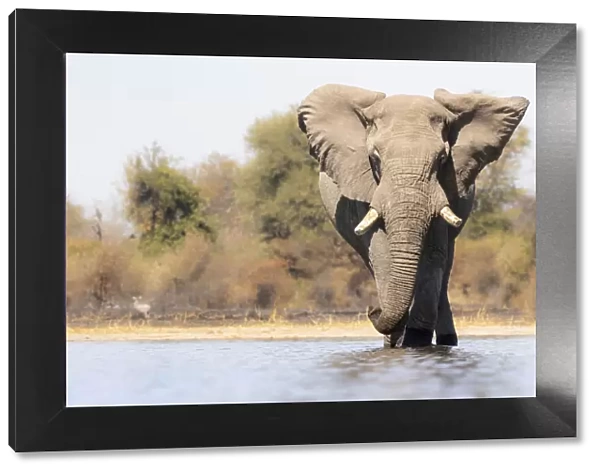 Elephant, Moremi Game Reserve, Okavango Delta, Botswana