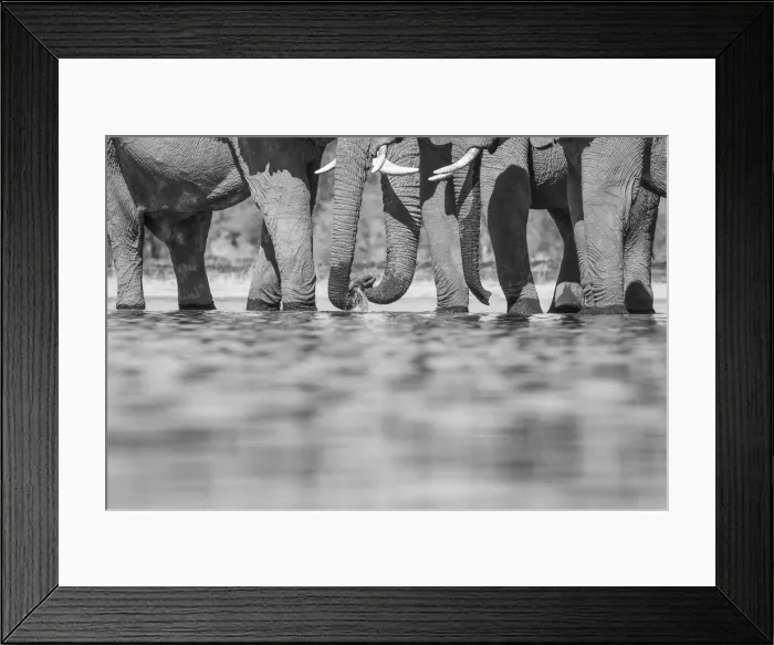 Framed Print : Elephants drinking, Okavango Delta, Botswana Framed Print : Elephants drinking, Okavango Delta, Botswana