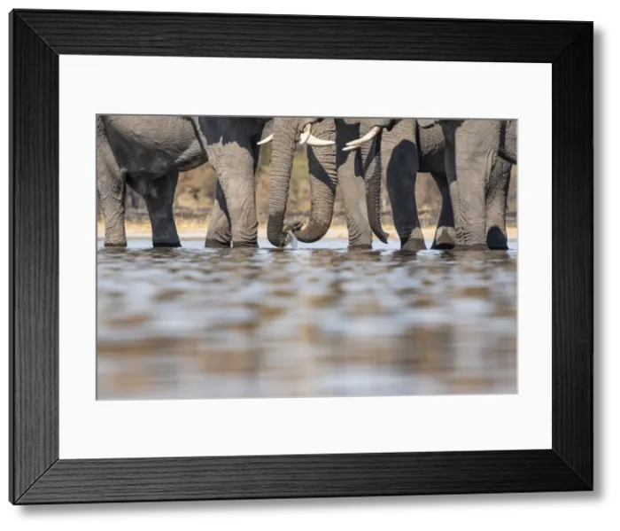 Framed Print : Elephants drinking, Okavango Delta, Botswana Framed Print : Elephants drinking, Okavango Delta, Botswana