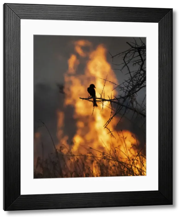 Framed Print : Fork Tailed Drongo and bushfire, Okavango Delta, Botswana Framed Print : Fork Tailed Drongo and bushfire, Okavango Delta, Botswana