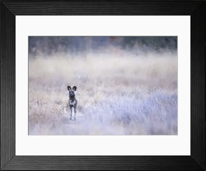 Framed Print : African Wild Dog, Okavango Delta, Botswana Framed Print : African Wild Dog, Okavango Delta, Botswana