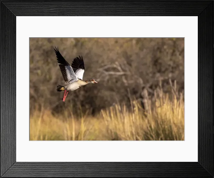 Framed Print : Egyptian Goose, Okavango Delta, Botswana Framed Print : Egyptian Goose, Okavango Delta, Botswana