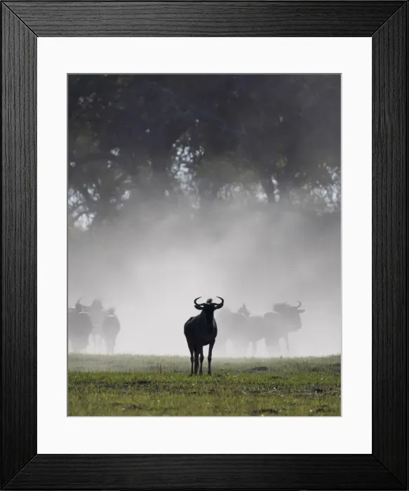 Framed Print : Wildebeest, Okavango Delta, Botswana Framed Print : Wildebeest, Okavango Delta, Botswana