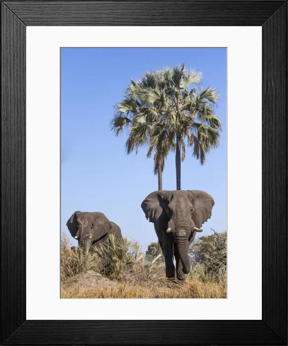 Framed Print : Elephants, Okavango Delta, Botswana, Okavango Delta, Botswana Framed Print : Elephants, Okavango Delta, Botswana, Okavango Delta, Botswana