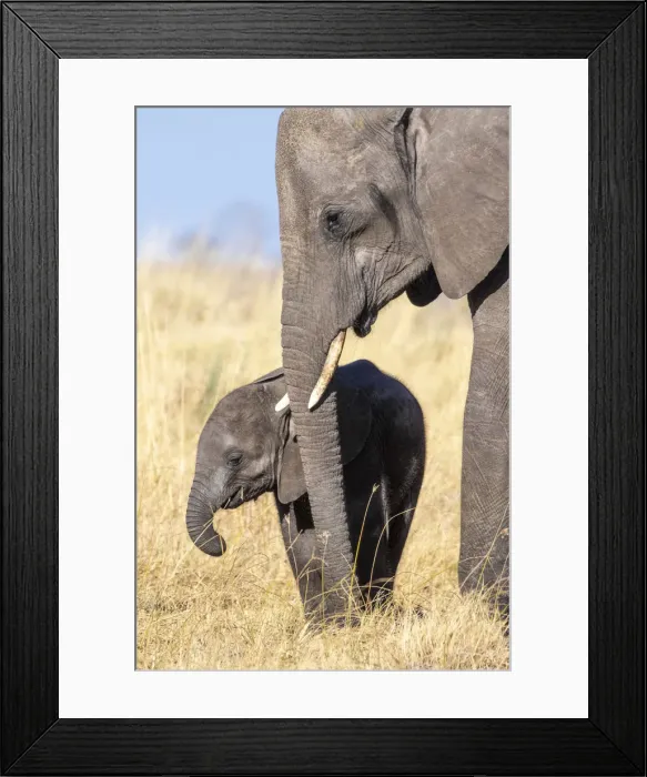 Framed Print : Elephant mother and calf, Okavango Delta, Botswana Framed Print : Elephant mother and calf, Okavango Delta, Botswana