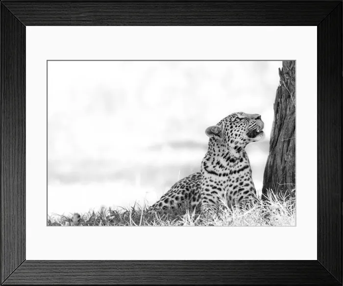 Framed Print : Leopard, Moremi Game Reserve, Okavango Delta, Botswana Framed Print : Leopard, Moremi Game Reserve, Okavango Delta, Botswana