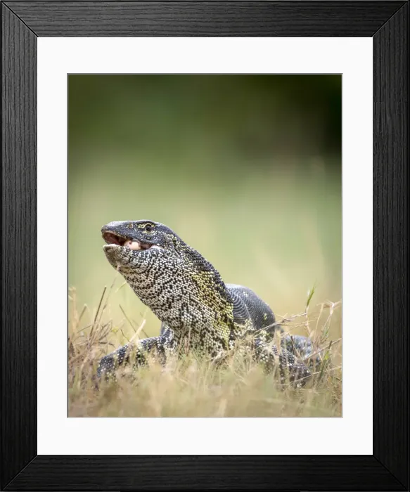 Framed Print : Water Monitor Lizard with egg, Moremi Game Reserve, Okavango Delta, Botswana Framed Print : Water Monitor Lizard with egg, Moremi Game Reserve, Okavango Delta, Botswana