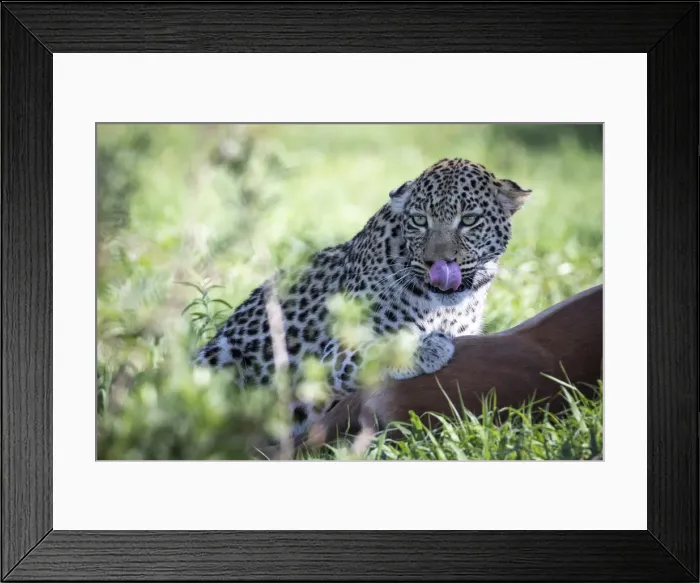 Framed Print : Leopard with kill, Moremi Game Reserve, Okavango Delta, Botswana Framed Print : Leopard with kill, Moremi Game Reserve, Okavango Delta, Botswana