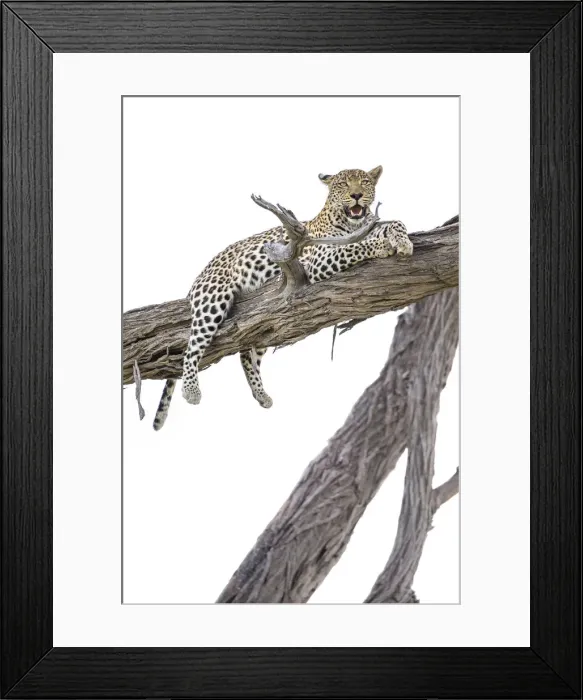 Framed Print : Leopard in tree, Moremi Game Reserve, Okavango Delta, Botswana Framed Print : Leopard in tree, Moremi Game Reserve, Okavango Delta, Botswana