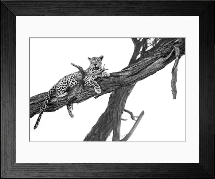 Framed Print : Leopard in tree, Moremi Game Reserve, Okavango Delta, Botswana Framed Print : Leopard in tree, Moremi Game Reserve, Okavango Delta, Botswana
