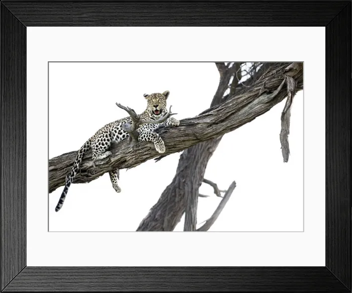 Framed Print : Leopard in tree, Moremi Game Reserve, Okavango Delta, Botswana Framed Print : Leopard in tree, Moremi Game Reserve, Okavango Delta, Botswana