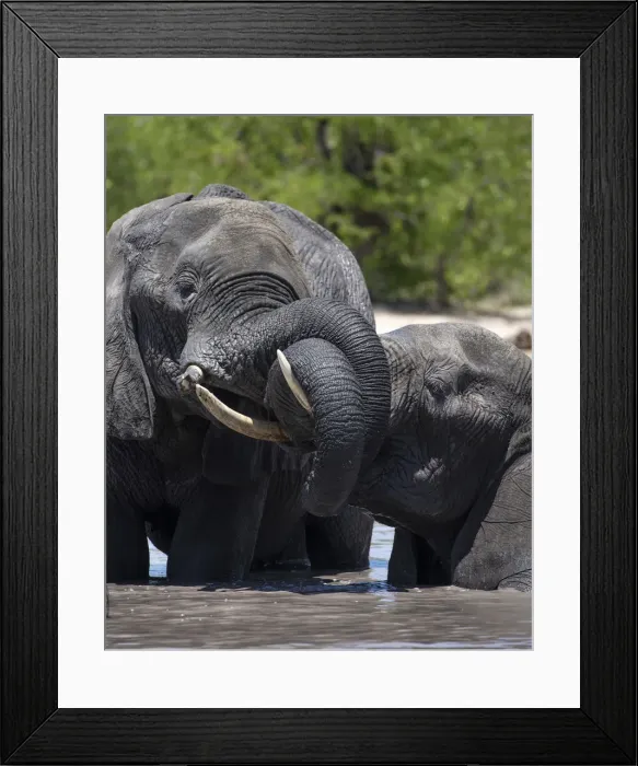 Framed Print : Elephants Playing, Moremi Game Reserve, Okavango Delta, Botswana Framed Print : Elephants Playing, Moremi Game Reserve, Okavango Delta, Botswana